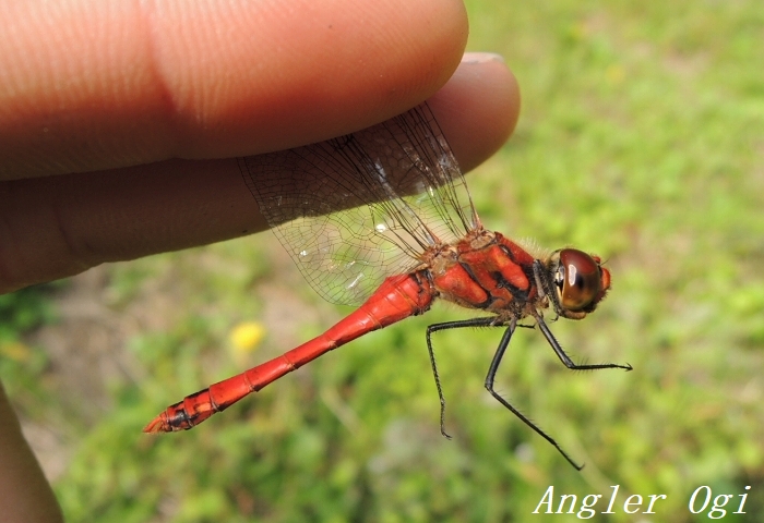 ナツアカネとアキアカネの見分け方と違い 生態を解説 Angler S Sound