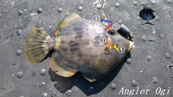 カワハギの釣り方 徹底解説 堤防から狙う際のコツはこれだ Angler S Sound
