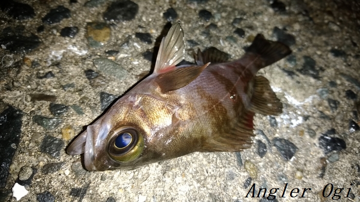 メバルのエビ撒き釣りって 仕掛けやポイントなど 徹底解説 Angler S Sound