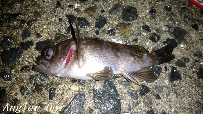 メバル釣り 姫路妻鹿漁港 Angler S Sound