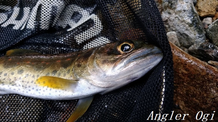 やっぱりアマゴは雨後が良い 年十一度目の釣行 Angler S Sound