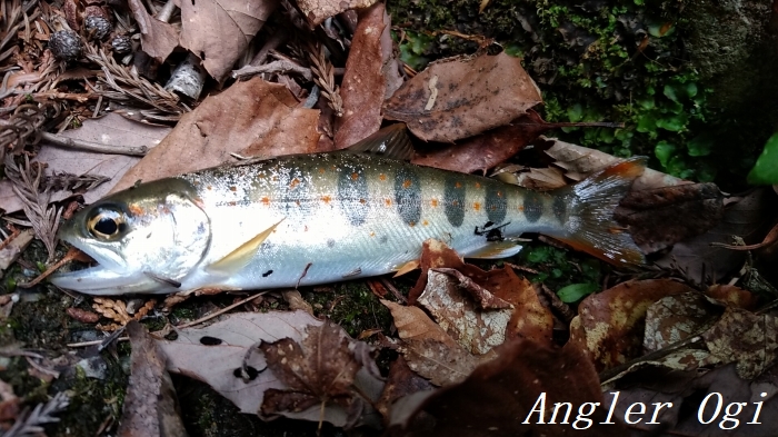 やっぱりアマゴは雨後が良い 年十一度目の釣行 Angler S Sound