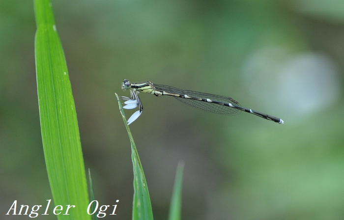 過去のトンボ写真公開 兵庫県他 近畿の貴重種たち Angler S Sound