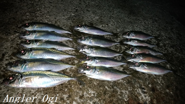 淡路島 西浦で良型アジゲット 時合いに釣果集中 Angler S Sound
