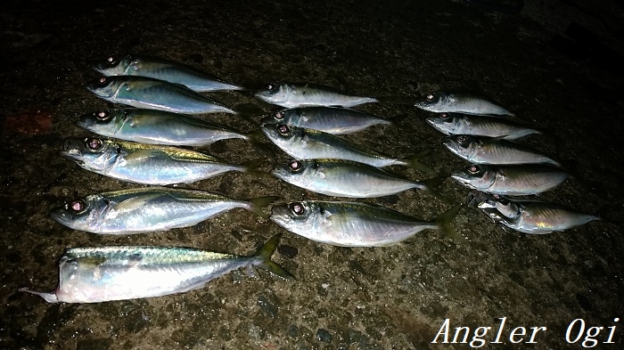 淡路島 西浦のアジはまだいける 年はアタリ年 Angler S Sound