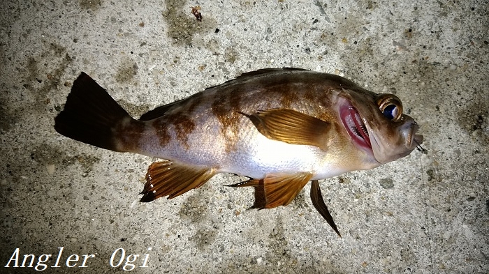 淡路島でメバル狙い 西浦でエビ撒き釣り Angler S Sound