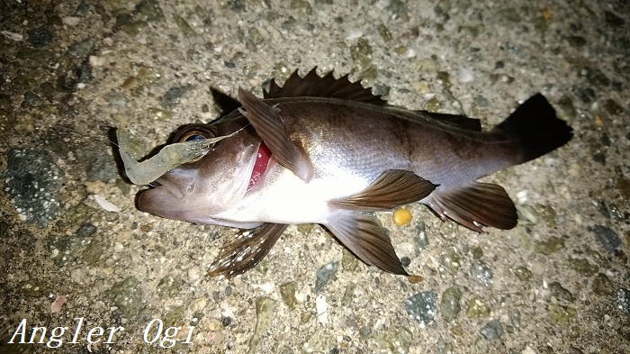 淡路島でメバル狙い 西浦でエビ撒き釣り Angler S Sound