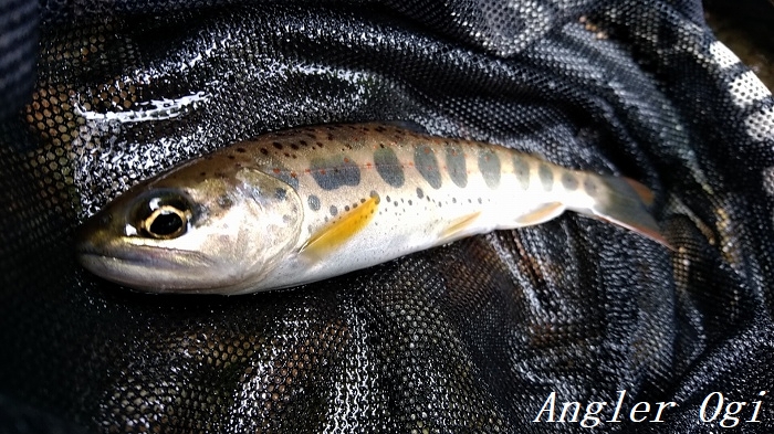 雨の後はよく釣れる んじゃなかったっけ 21年6度目の揖保川釣行 Angler S Sound
