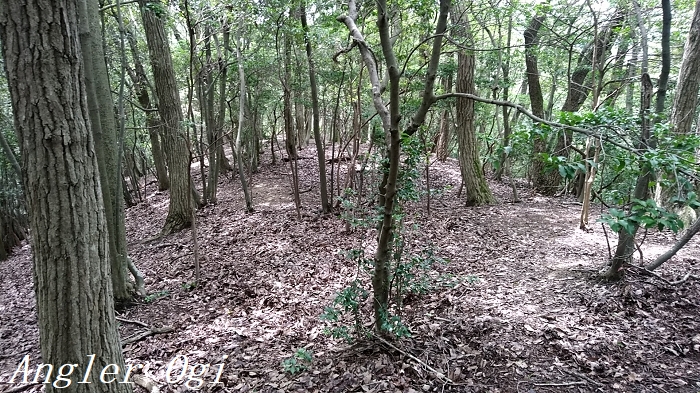 姫路周辺でカブトムシ クワガタを探せ 夏休みは昆虫採集 Angler S Sound