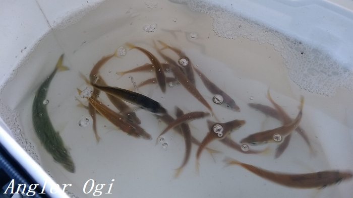 アジュール舞子でケンサキイカエギング 太刀魚は釣れずとも Angler S Sound