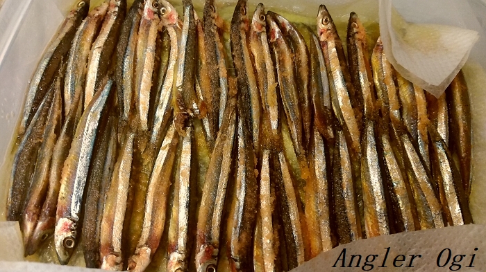 タチウオ用塩〆キビナゴの作り方解説 スーパーで買えば安い Angler S Sound