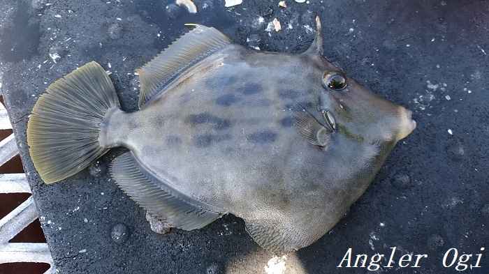 カワハギ用塩アサリの作り方解説 業務スーパーのアサリは釣れる Angler S Sound カワハギ用塩アサリの作り方解説 業務スーパーのアサリは釣れる Angler S Sound