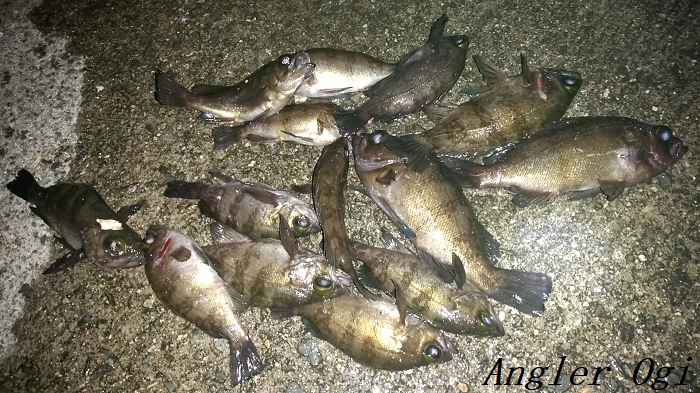 姫路のメバルも捨てたもんじゃない 妻鹿漁港は好ポイントなのか Angler S Sound
