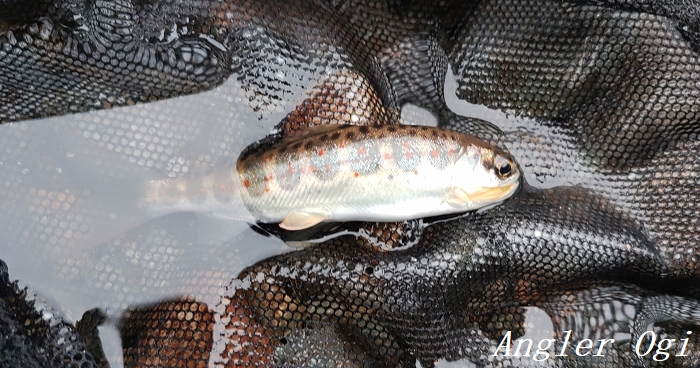 22年揖保川アマゴ釣り解禁 大雪で激渋 Angler S Sound
