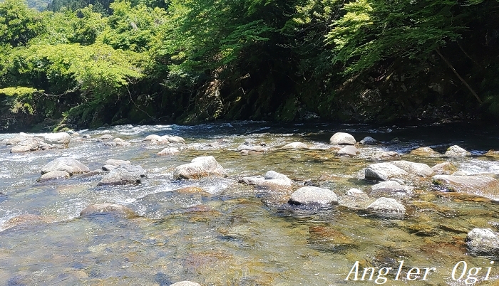川で採集した流木のアク抜きを行って水槽へ導入 Angler S Sound