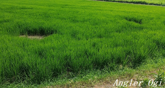 池や田んぼで日本産の水草を採集するには Angler S Sound