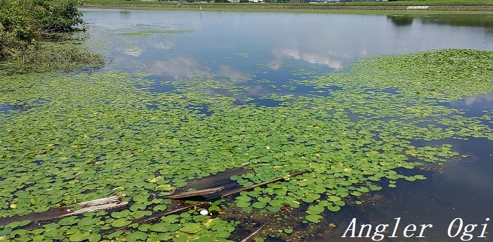 池や田んぼで日本産の水草を採集するには Angler S Sound