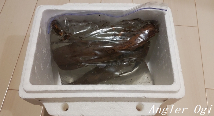 川で採集した流木のアク抜きを行って水槽へ導入 Angler S Sound