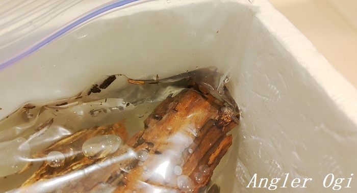 川で採集した流木のアク抜きを行って水槽へ導入 Angler S Sound