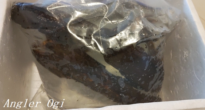 川で採集した流木のアク抜きを行って水槽へ導入 Angler S Sound