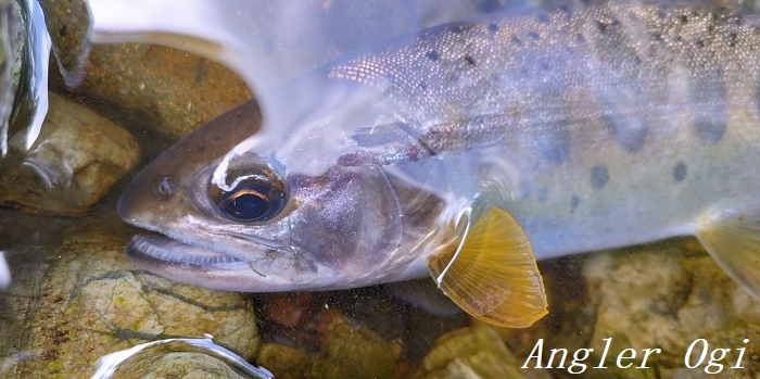 天川村でアマゴ釣り 真夏でもビックリするほどの魚影の濃さ Angler S Sound